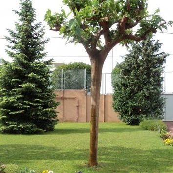 La Inmaculada jardín