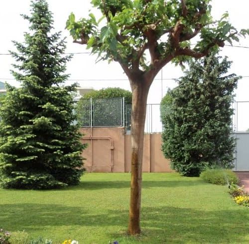 La Inmaculada jardín